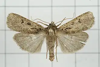 Hermonassa hemicyclia