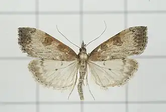 Udea stigmatalis