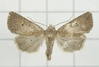Athetis bremusa