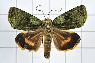 Blenina chlorophila