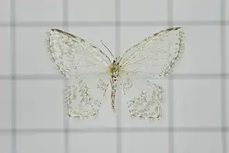 Zusidava serratilinea