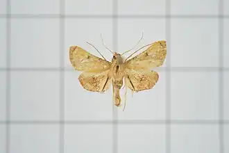 Endotricha theonalis