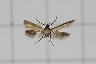 Lamprystica purpurata