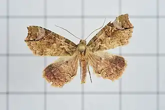 Tipasa renalis