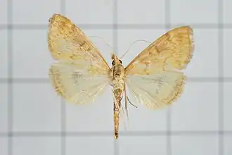 Ostrinia zealis