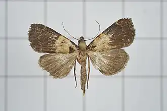 Hydrillodes nilgirialis