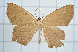Danala lilacina