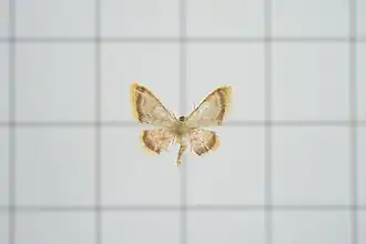Idaea sinicata
