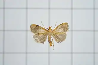 Microleon longipalpis