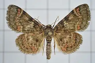 Coenodomus dudgeoni