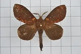 Dendrolimus kikuchii