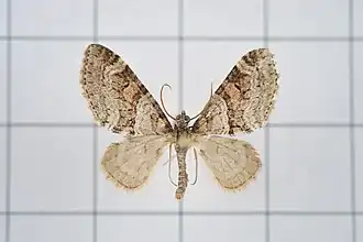 Trichopteryx terranea