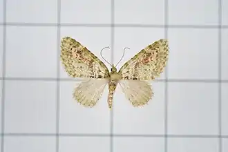 Chloroclystis rubroviridis