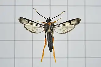 Teinotarsina longitarsa