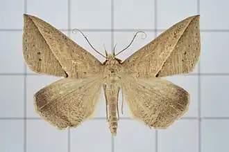 Dierna strigata
