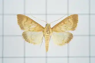 Crypsiptya coclesalis