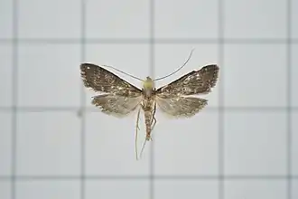 Symmoracma minoralis