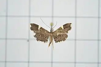 Diathrausta profundalis