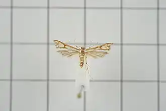 Ochyrotica connexiva