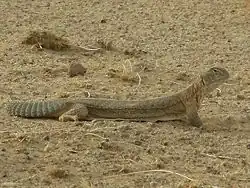 De Indische doornstaartagame uit India en Pakistan