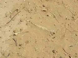 De afgeworpen staart onder het nest van de arend