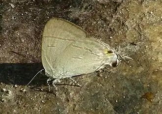 Hypolycaena erylus