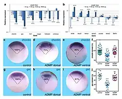 Spemann's organizer. ADMP beperkt de grootte van het organisatordomein