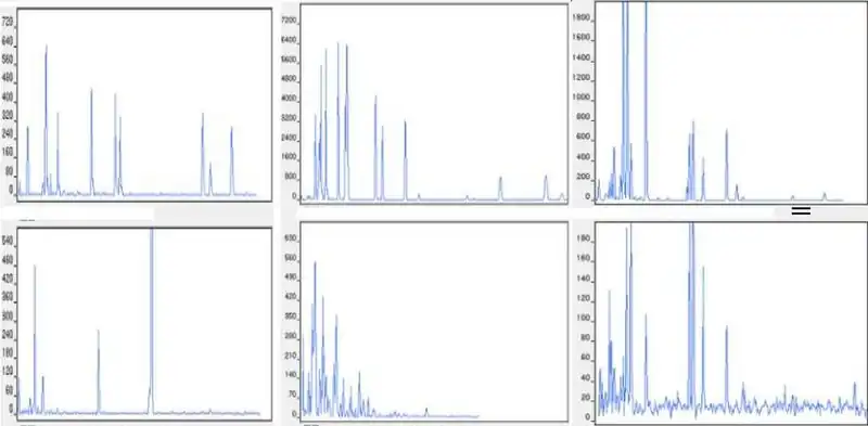 Verschillende AFLP-patronen