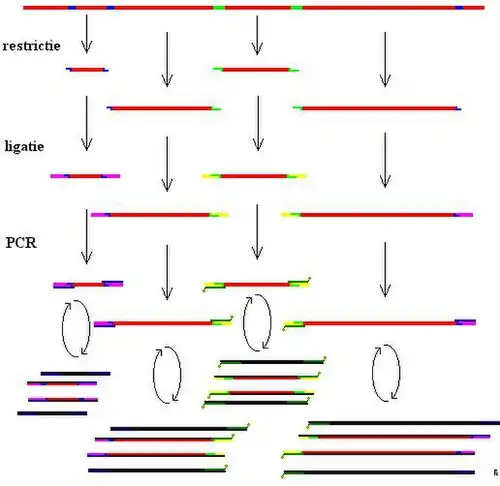 DNA wordt in stukjes geknipt door restrictie-enzymen, waarna complementaire adapters aangehecht worden, die door primers herkend worden. Na PCR-vermenigvuldiging vindt scheiding en detectie van de fragmenten plaats in een capillair-elektroforesetoestel.