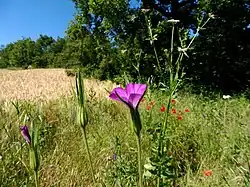 Bolderik (Agrostemma githago) en andere (akker)onkruiden