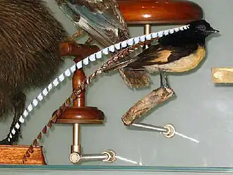 Opgezet mannetje in het AMNH.