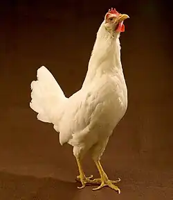 Leghorn