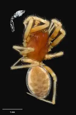 Metamynoglenes incurvata