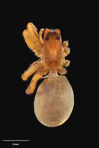 Toxopsiella medialis