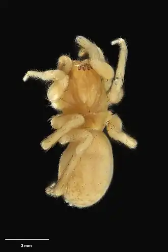 Orepukia sabua