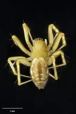 Laetesia paragermana