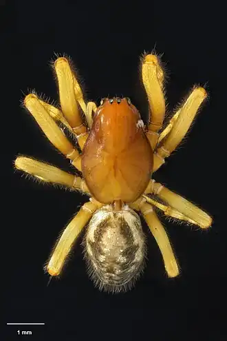 Parafroneta subalpina