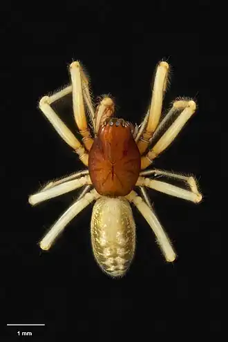 Haplinis fulvolineata