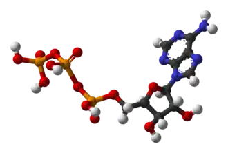 ▵ Molecuulmodel van adenosinetrifosfaat