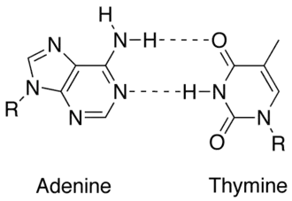 Het adenine-thymine-basenpaar, met twee intermoleculaire waterstofbruggen
