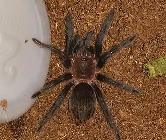 Brachypelma verdezi