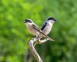 Een paartje kleine klapeksters