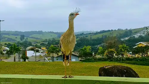 Kuifseriema in Itatiba (SP)