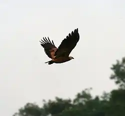 Vliegende moerasbuizerd in het Amazoneregenwoud in Peru