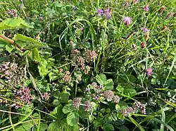 Close-up van het zomeraspect van de typische subassociatie