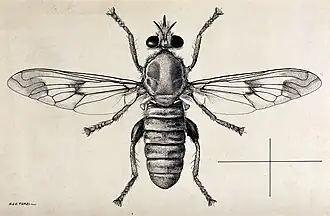 Hoplistomerus serripes