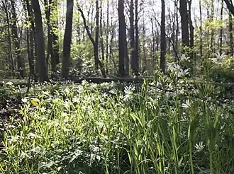 Voorjaarsaspect van het eiken-haagbeukenbos
