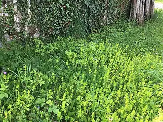 Een vegetatieaspect in de lente