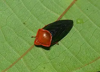 Leptataspis fuscipennis