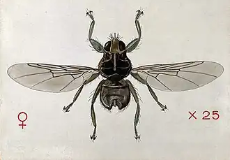 Ornithomya chloropus